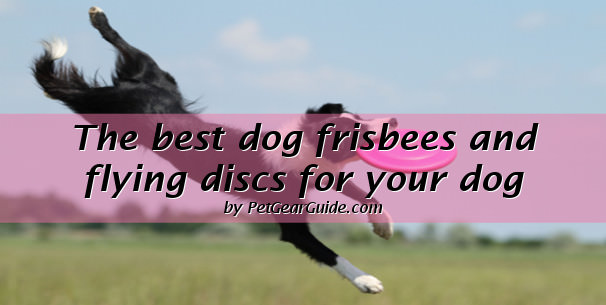 best dog frisbee uk