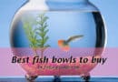 Best fish bowls to buy (Updated 2021)