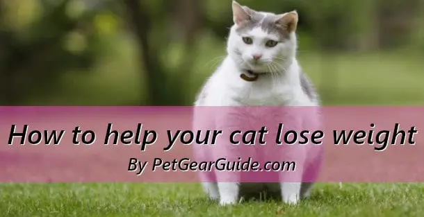 How to help your cat lose weight